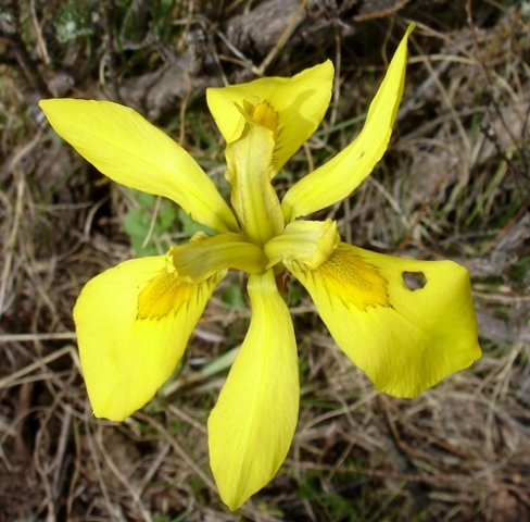 Moraea huttonii showing style branches